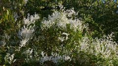 author not stated, no rights reserved Fallopia baldschuanica, photograph author not stated, no rights reserved