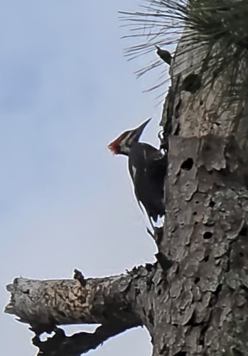 Pileated Woodpecker