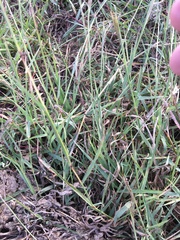 Bothriochloa decipiens