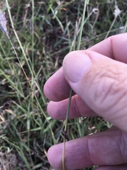 Bothriochloa decipiens