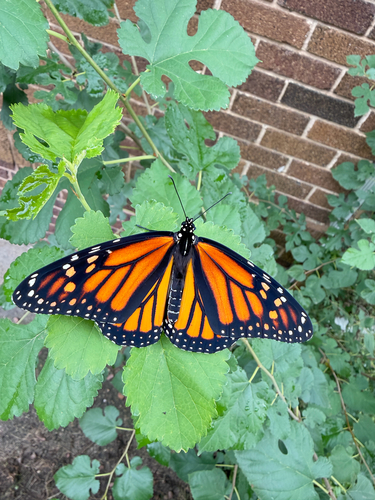 Migratory Monarch