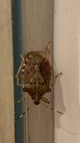 Brown Marmorated Stink Bug