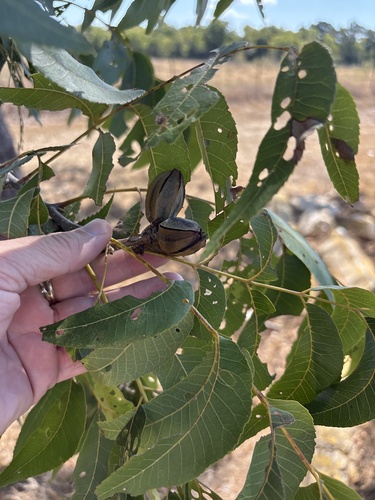 Carya illinoinensis, photograph 4