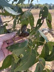 Carya illinoinensis, photograph (c) Sam Kieschnick, some rights reserved (CC BY)