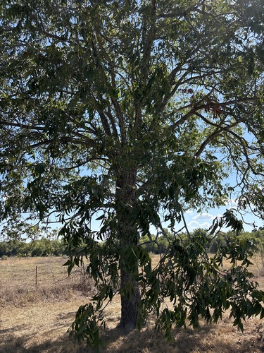 Carya illinoinensis, photograph 5