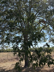 Carya illinoinensis, photograph (c) Sam Kieschnick, some rights reserved (CC BY)
