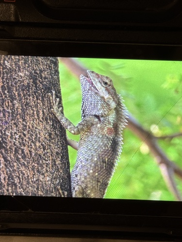 Siamese Blue Crested Lizard