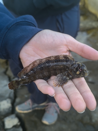 Tompot Blenny