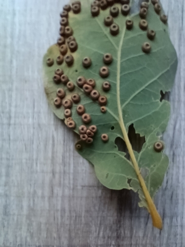 Silk-Button Spangle Gall Wasp
