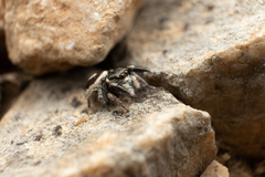 Pellenes geniculatus