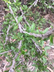 Alectryon diversifolius