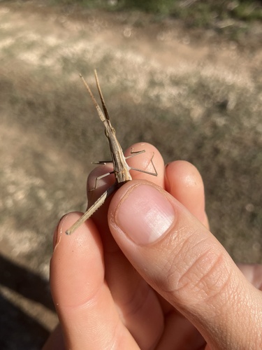 Mediterranean Slant-faced Grasshopper