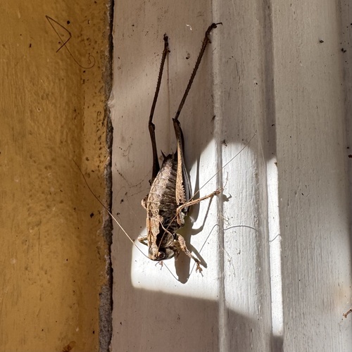 Dark Bush-cricket