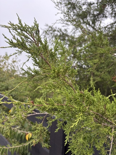 eastern redcedar