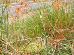 Bromus squarrosus