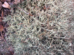 Cladonia amaurocraea