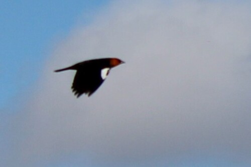 Yellow-headed Blackbird