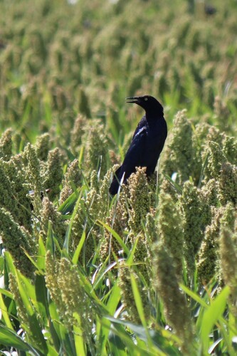Great-tailed Grackle