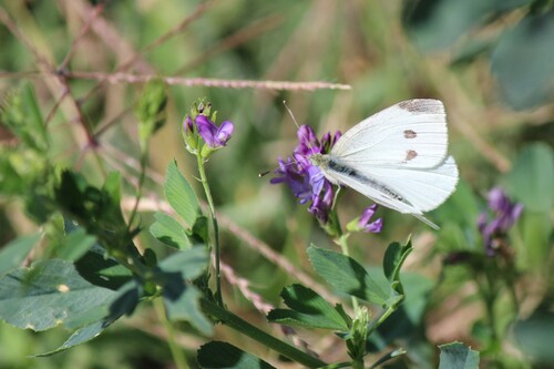 Small White