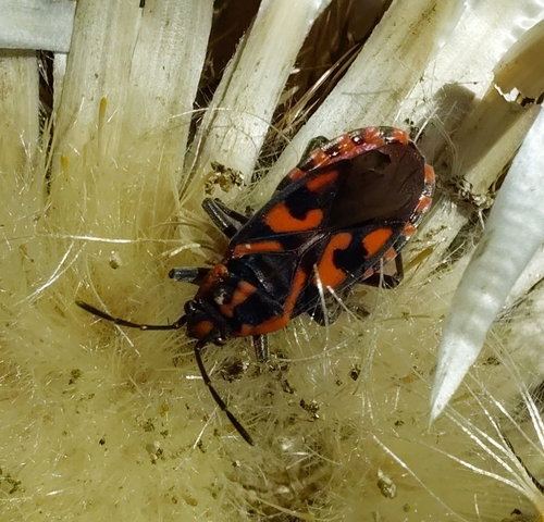 Spilostethus saxatilis