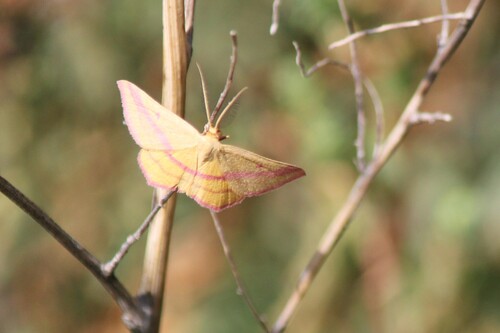 Chickweed Geometer Moth