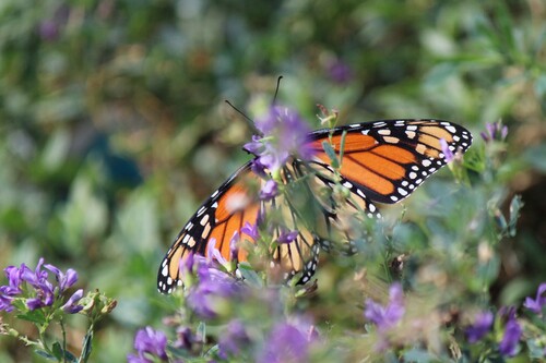 Monarch