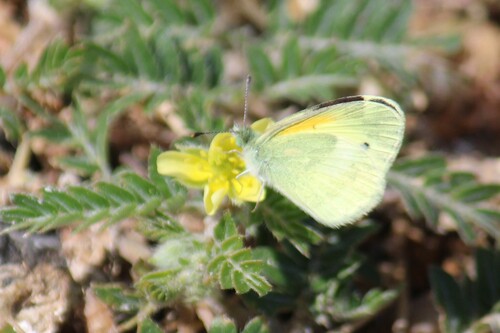 Dainty Sulphur