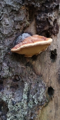 Fomitopsis pinicola