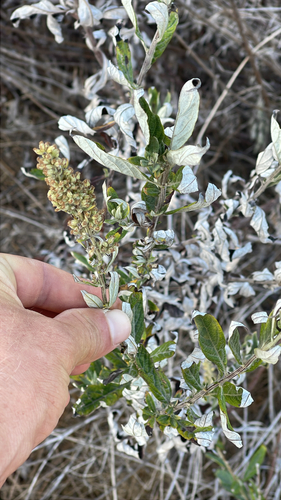 iNaturalist observation photo of California mugwort