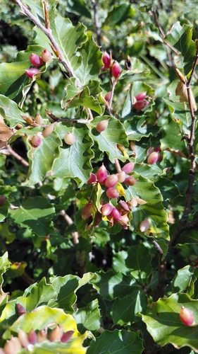 Beech Gall Midge