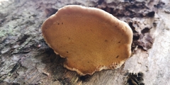 Fomitopsis pinicola