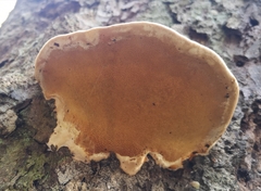 Fomitopsis pinicola