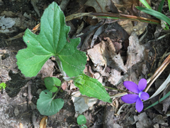 Viola palmata