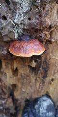 Fomitopsis pinicola