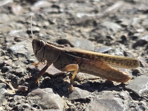 Lamenting Grasshopper