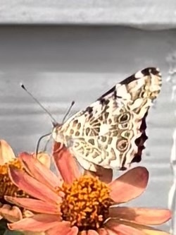 Painted Lady