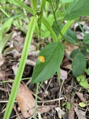 Puccinia coronata