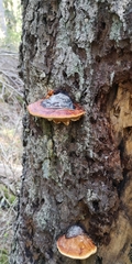 Fomitopsis pinicola