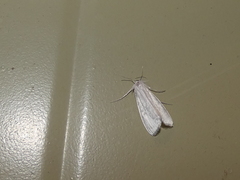 Schoenobiinae