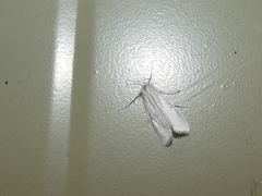 Schoenobiinae