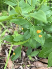 Puccinia coronata