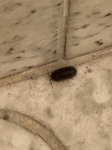 Nosy Pill Woodlouse