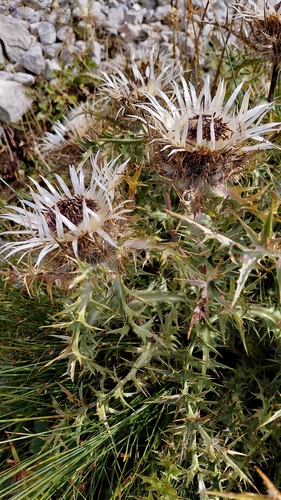Carlina acaulis caulescens