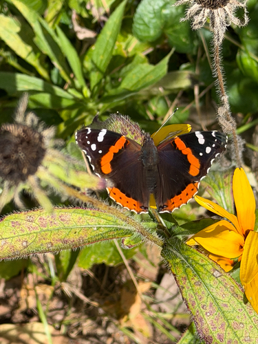 Red Admiral