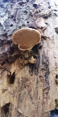 Fomitopsis pinicola