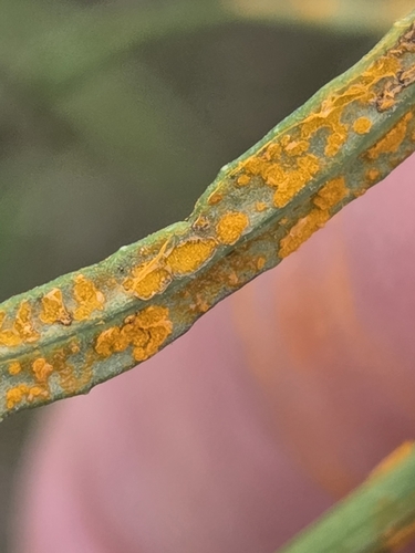 Coleosporium senecionis