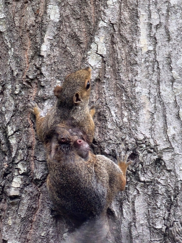 Eastern Gray Squirrel
