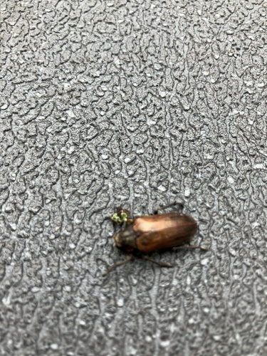 Cedar Beetle