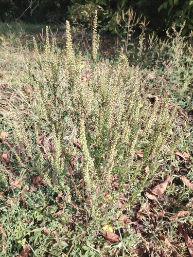 common ragweed