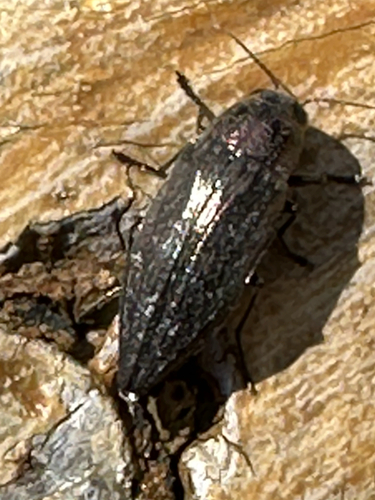 Spotted-belly Buprestid Beetle